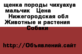 щенка породы чихуахуа-мальчик › Цена ­ 12 000 - Нижегородская обл. Животные и растения » Собаки   